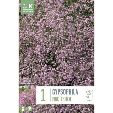 Gypsophila – Fátyolvirág Paniculata Pink Festival