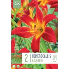 Hemerocallis – Sásliliom  Autumn Red