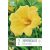 Hemerocallis – Sásliliom  Stella D'Oro