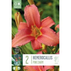 Hemerocallis – Sásliliom  Rózsaszín Báj