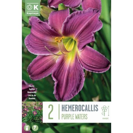 Hemerocallis – Sásliliom  Bíborvizek