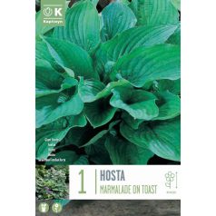 Hosta – Árnyékliliom  Lekvár Pirítóson