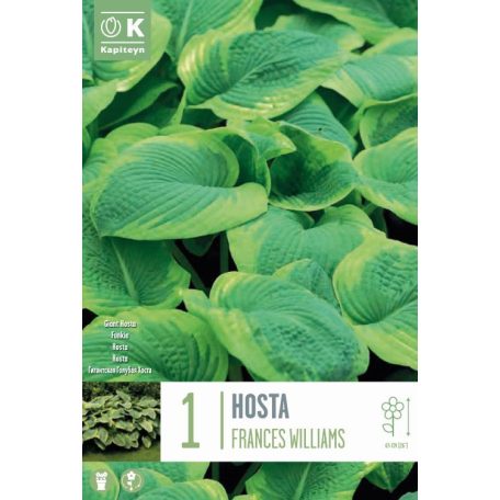 Hosta – Árnyékliliom  Frances Williams