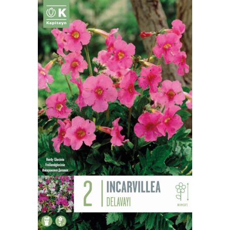 Incarvillea – Kínai trombitavirág  Delavayi