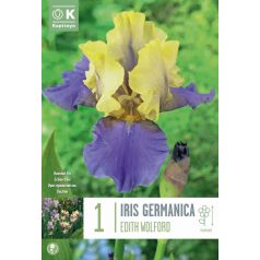 Iris – Nőszirom  Germanica Edith Wolford