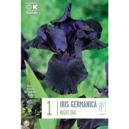 Iris Germanica Night Owl sötétlila nőszirom