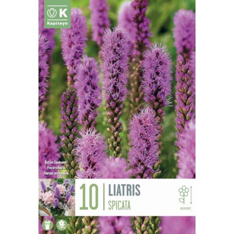 Liatris – Díszcsorba  Spicata