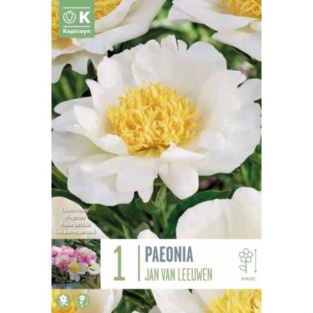 Paeonia - Bazsarózsa  Lactiflora Jan Van Leeuwen