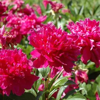 Paeonia Karl Rosenfield