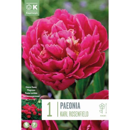 Paeonia - Bazsarózsa  Lactiflora Karl Rosenfield