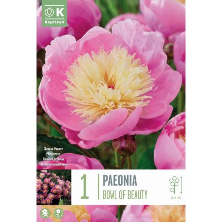 Paeonia - Bazsarózsa  Lactiflora Szépségtál