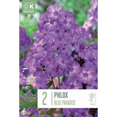 Phlox – Lángvirág  Kék Paradicsom