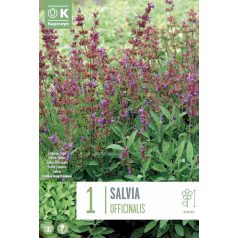 Salvia – Zsálya  Officinalis 