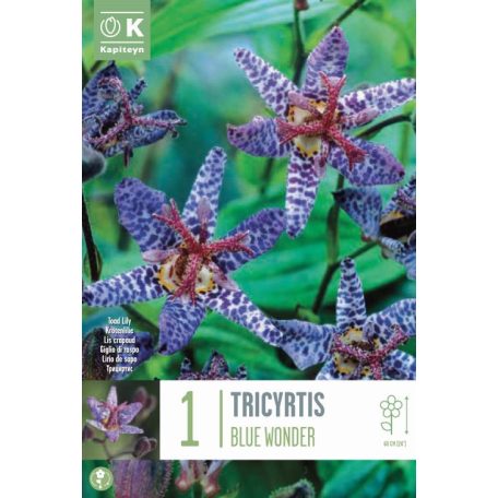 Tricyrtis – Pöttyös liliom  Blue Wonder