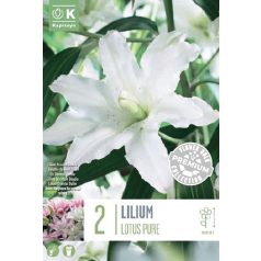 Lilium Oriental Double Lotus Pure