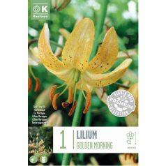 Lilium Martagon Golden Morning