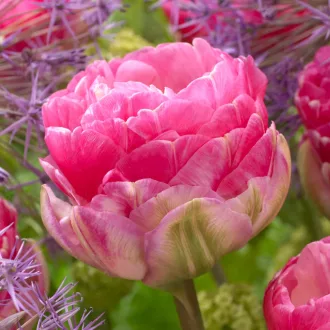 Tulipa Double Late ‘Pink Size’ - Teltvirágú késői rózsaszín tulipán