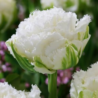 Tulipa Double Fringed ‘Snow Crystal’ - Teltvirágú rojtos – 8 db/csomag – Tulipán