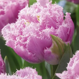 Tulipa Double Cairns - Frizírozott tulipán ‘Cairns’ 8 db/csomag