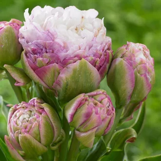 Tulipa Double Late ‘Peggy Wonder’ - Teltvirágú késői – 4 db/csomag – Tulipán
