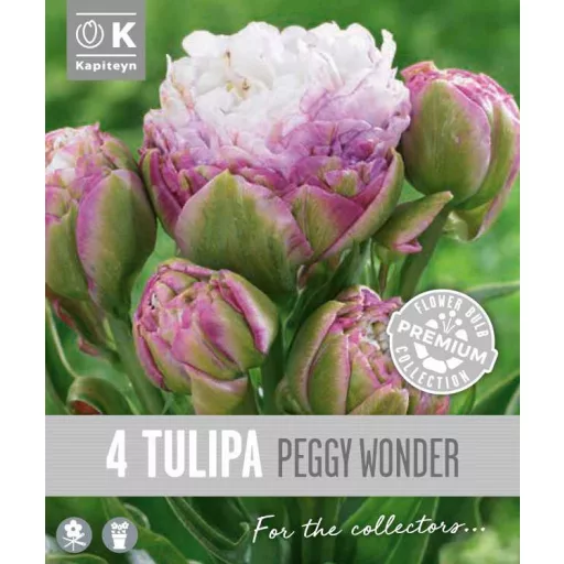 Tulipa Double Late ‘Peggy Wonder’ - Teltvirágú késői – 4 db/csomag – Tulipán