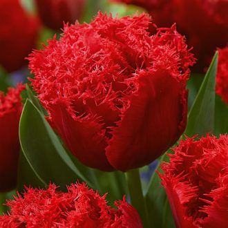 Tulipa Double Bendigo - Frizírozott tulipán ‘Bendigo’ 8 db/csomag