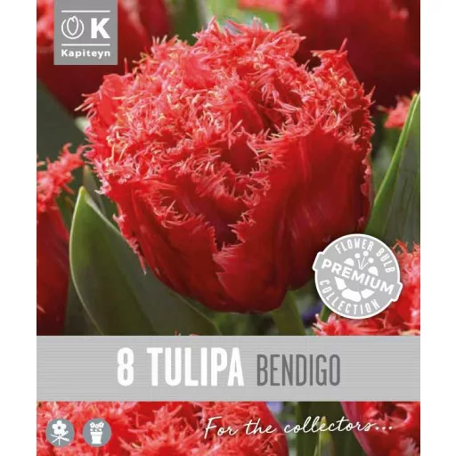 Tulipa Double Bendigo - Frizírozott tulipán ‘Bendigo’ 8 db/csomag