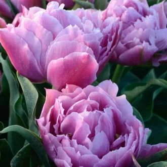 Tulipa Double Wedding Bouquet - Tulipán Double – Bouquet 8db/csomag