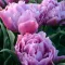 Tulipa Double Wedding Bouquet - Tulipán Double – Bouquet 8db/csomag