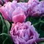 Tulipa Double Wedding Bouquet - Tulipán Double – Bouquet 8db/csomag