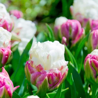 Tulipa Double Ice Cream - Tulipán Double Ice Cream 8db/csomag