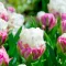Tulipa Double Ice Cream - Tulipán Double Ice Cream 8db/csomag