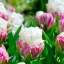 Tulipa Double Ice Cream - Tulipán Double Ice Cream 8db/csomag