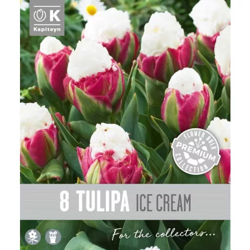 Tulipa Double Ice Cream - Tulipán Double Ice Cream 8db/csomag