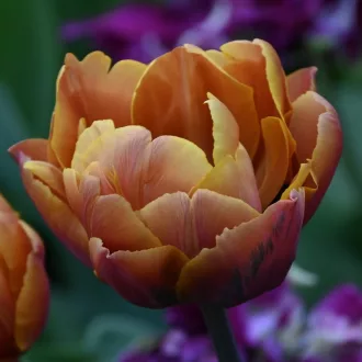 Tulipa Double Brasil - Tulipán Double Brazil 8db/csomag