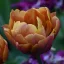 Tulipa Double Brasil - Tulipán Double Brazil 8db/csomag