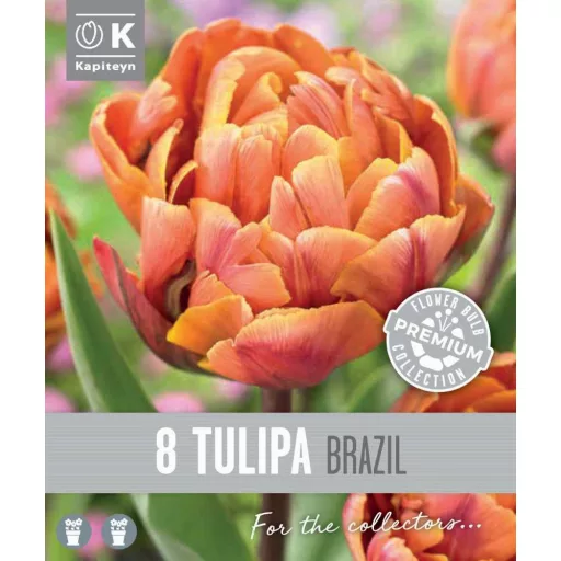 Tulipa Double Brasil - Tulipán Double Brazil 8db/csomag