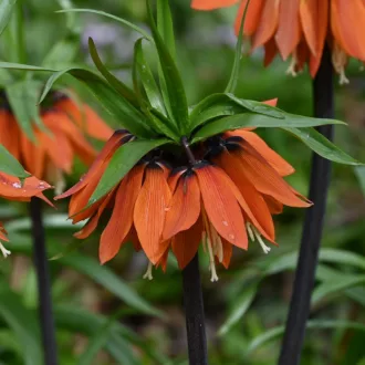 Fritillaria Orange Beauty - Császárkorona 1db/csomag