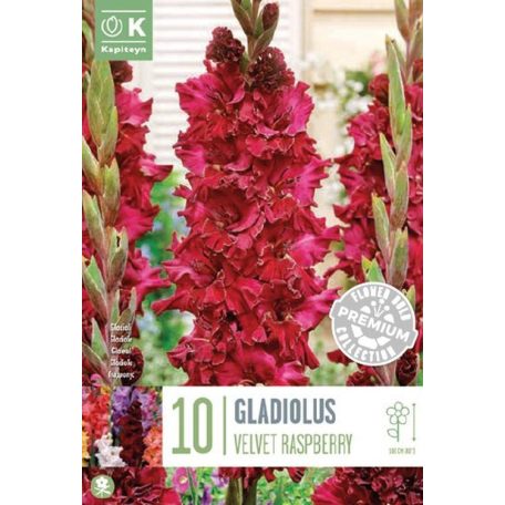 Gladiolus - Kardvirág Flamencos Velvet Málna