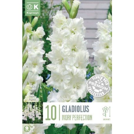 Gladiolus - Kardvirág Flamencos Elefántcsont Tökéletesség