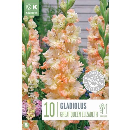 Gladiolus - Kardvirág Flamencos Great Queen Elizabeth