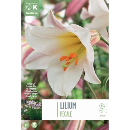 Tálca Lilium Regale