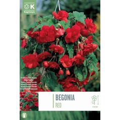 Tálca Begonia Pendula-Cascade Piros