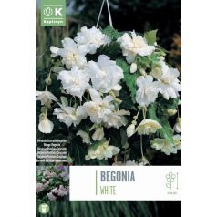 Tálcán Begónia Pendula-Cascade Fehér