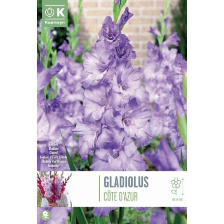 Tálca Gladiolus - Kardvirág Milka