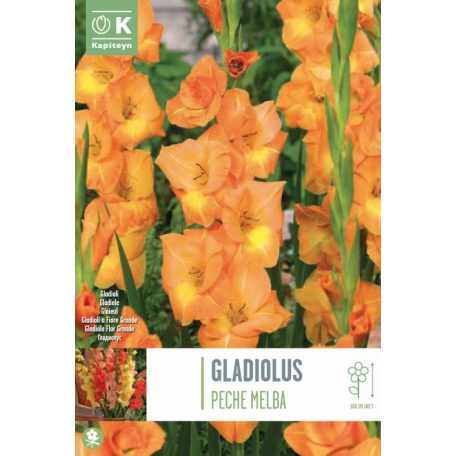 Tálca Gladiolus - Kardvirág Peche Melba