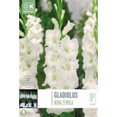 Tálca Gladiolus - Kardvirág Nova Zembla