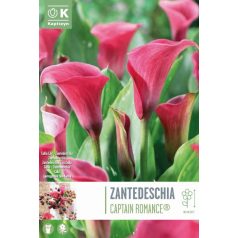 Tálca Zantedeschia - Kála  Captain Romance ® Szin.Calla