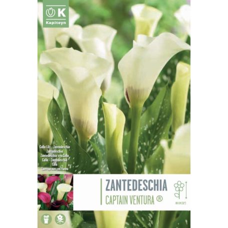 Tálya Zantedeschia - Kála  Captain Ventura ® Syn.Calla