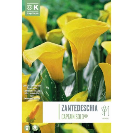 Tálya Zantedeschia - Kála  Captain Solo ® Syn.Calla